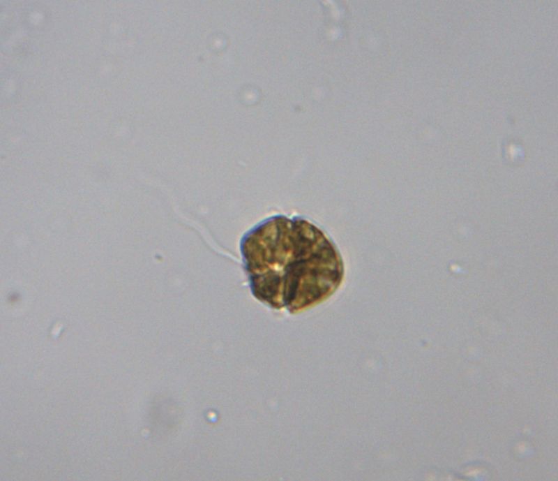 Gymnodinium breve (dinoflagellato)